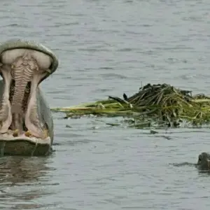 Explore 6 Day Camping safari in Northern Tanzania for 6 days with Afrishare Trekking And Safaris and discover unforgettable experiences - Photo 5