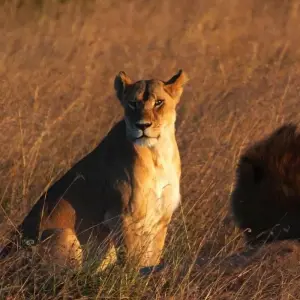 Explore 7 Day Pure Luxury Migration Safari-Northern Tanzania for 7 days with Afrishare Trekking And Safaris and discover unforgettable experiences - Photo 5