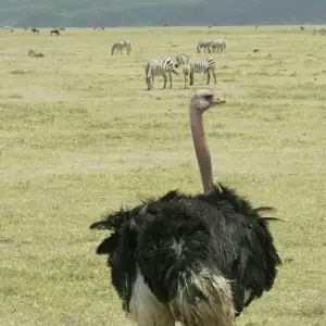 Explore 3 days  Big five Camping Safari for 3 days with Afrishare Trekking And Safaris and discover unforgettable experiences - Photo 6