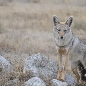 Explore 8 Day Best of Selous, Mikumi and Ruaha National Park for 8 days with Afrishare Trekking And Safaris and discover unforgettable experiences - Photo 4