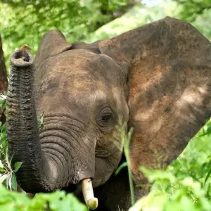 Explore Victoria Falls Hwange And Chobe for 8 days with Afro Honeyguide Adventures and discover unforgettable experiences - Photo 2