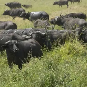 Explore 6  Days Amazing Kenya,  Tanzania combined safari for 6 days with Afrishare Trekking And Safaris and discover unforgettable experiences - Photo 6