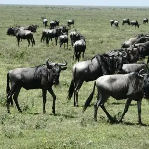 Explore 6 Day Camping safari in Northern Tanzania for 6 days with Afrishare Trekking And Safaris and discover unforgettable experiences - Photo 7