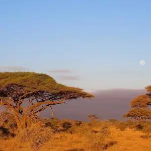 Explore Mount Kilimanjaro day hike tour for 1 days with Afrishare Trekking And Safaris and discover unforgettable experiences - Photo 7