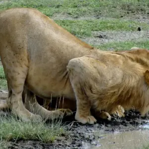 Explore 8 Day Best of Selous, Mikumi and Ruaha National Park for 8 days with Afrishare Trekking And Safaris and discover unforgettable experiences - Photo 5