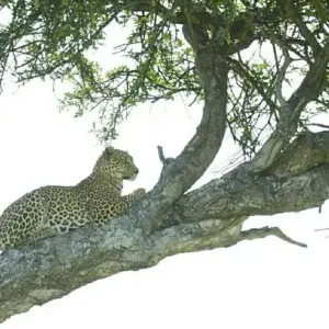 Explore 7 Day Kenya and Tanzania combine safari for 7 days with Afrishare Trekking And Safaris and discover unforgettable experiences - Photo 6