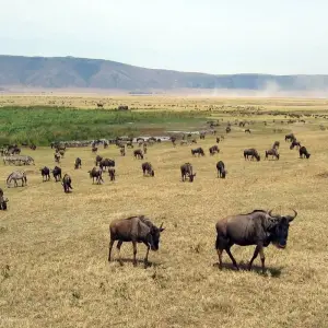 Explore 7 Day Pure Luxury Migration Safari-Northern Tanzania for 7 days with Afrishare Trekking And Safaris and discover unforgettable experiences - Photo 7