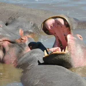 Explore 8 Day Best of Selous, Mikumi and Ruaha National Park for 8 days with Afrishare Trekking And Safaris and discover unforgettable experiences - Photo 6