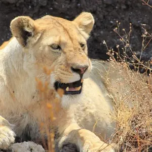 Explore 8 Day Best of Selous, Mikumi and Ruaha National Park for 8 days with Afrishare Trekking And Safaris and discover unforgettable experiences - Photo 7