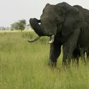 Explore 3 days  Big five Camping Safari for 3 days with Afrishare Trekking And Safaris and discover unforgettable experiences - Photo 9