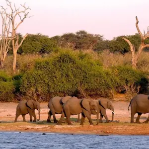 Explore 2 NIGHTS CHOBE for 3 days with Afro Honeyguide Adventures and discover unforgettable experiences - Photo 2