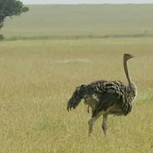 Explore 6  Days Amazing Kenya,  Tanzania combined safari for 6 days with Afrishare Trekking And Safaris and discover unforgettable experiences - Photo 10