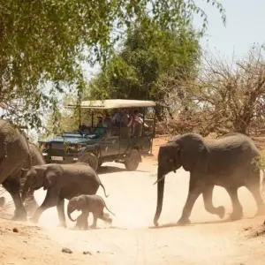 Explore Victoria Falls Hwange And Chobe for 8 days with Afro Honeyguide Adventures and discover unforgettable experiences - Photo 6