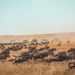 Explore 3-Days luxury safari- Serengeti and Ngorongoro for 3 days with Afrishare Trekking And Safaris and discover unforgettable experiences - Photo 2
