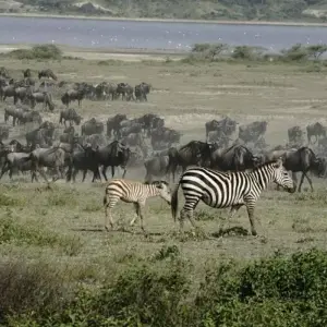 Explore 6  Days Amazing Kenya,  Tanzania combined safari for 6 days with Afrishare Trekking And Safaris and discover unforgettable experiences - Photo 11