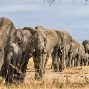 Explore 3-Days luxury safari- Serengeti and Ngorongoro for 3 days with Afrishare Trekking And Safaris and discover unforgettable experiences - Photo 3