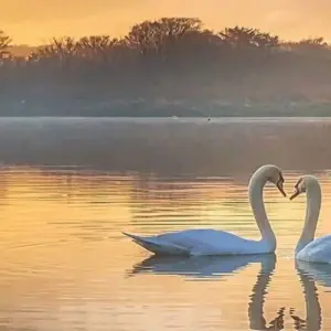 Explore 4 Days Luxury & Authentic  Safari featuring Serengeti National Park for 4 days with Afrishare Trekking And Safaris and discover unforgettable experiences - Photo 2