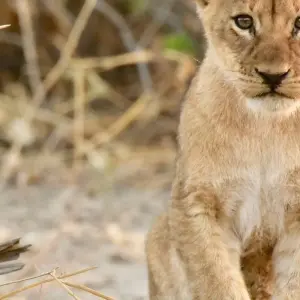 Explore 2 NIGHTS CHOBE for 3 days with Afro Honeyguide Adventures and discover unforgettable experiences - Photo 4