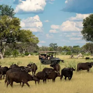 Explore Victoria Falls and Chobe for 5 days with Afro Honeyguide Adventures and discover unforgettable experiences - Photo 7