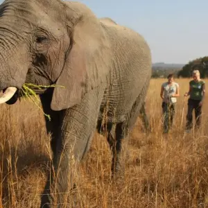 Explore Victoria Falls Hwange And Chobe for 8 days with Afro Honeyguide Adventures and discover unforgettable experiences - Photo 8