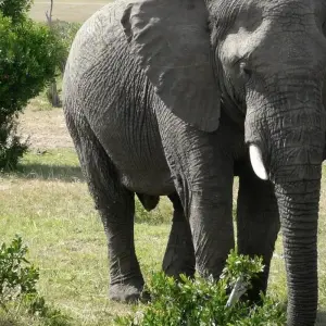 Explore 2 NIGHTS CHOBE for 3 days with Afro Honeyguide Adventures and discover unforgettable experiences - Photo 5