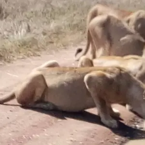 Explore 3-Days luxury safari- Serengeti and Ngorongoro for 3 days with Afrishare Trekking And Safaris and discover unforgettable experiences - Photo 5