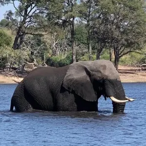 Explore HWANGE AND VICTORIA FALLS for 6 days with Afro Honeyguide Adventures and discover unforgettable experiences - Photo 6