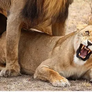 Explore 5 days Kenya and Tanzania best combined Safari for 5 days with Afrishare Trekking And Safaris and discover unforgettable experiences - Photo 3