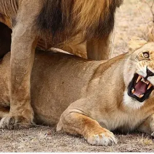 Explore 3  days Semi  luxury tour  featuring Serengeti & Ngorongoro crater for 3 days with Afrishare Trekking And Safaris and discover unforgettable experiences - Photo 5