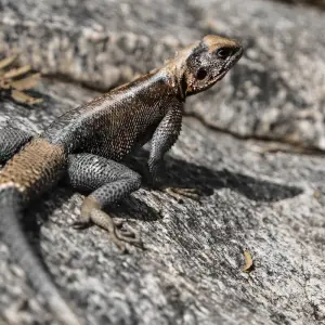 Explore 1 Day Tarangire National Park Tour for 1 days with Afrishare Trekking And Safaris and discover unforgettable experiences - Photo 3