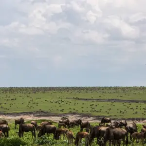 Explore 4 DAY CALVING SEASON SPECIAL SAFARI FEATURING (SERENGETI, NDUTU AREA & NGORONGORO CRATER) for 4 days with Afrishare Trekking And Safaris and discover unforgettable experiences - Photo 3