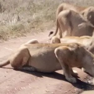 Explore 3  days Semi  luxury tour  featuring Serengeti & Ngorongoro crater for 3 days with Afrishare Trekking And Safaris and discover unforgettable experiences - Photo 7