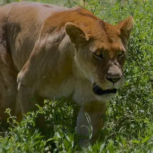 Explore 1 Day Tarangire National Park Tour for 1 days with Afrishare Trekking And Safaris and discover unforgettable experiences - Photo 4