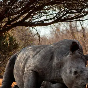 Explore Day Trip to Mkomazi National Park for 1 days with Afrishare Trekking And Safaris and discover unforgettable experiences - Photo 4