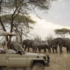 Explore 6 Day Safari Big Five at Selous and Ruaha for 6 days with Afrishare Trekking And Safaris and discover unforgettable experiences - Photo 2