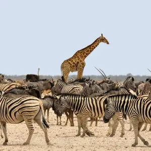 Explore 4 Day Tanzania Lodging Safari for 4 days with Afrishare Trekking And Safaris and discover unforgettable experiences - Photo 3