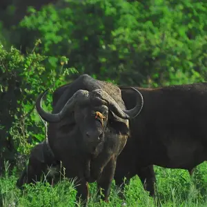 Explore 1 Day Lake Manyara Tour for 1 days with Afrishare Trekking And Safaris and discover unforgettable experiences - Photo 5