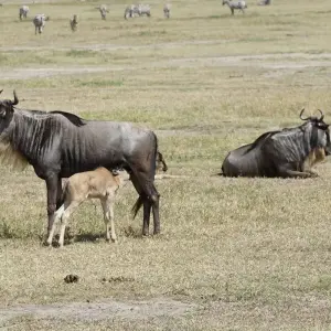 Explore 4 DAY CALVING SEASON SPECIAL SAFARI FEATURING (SERENGETI, NDUTU AREA & NGORONGORO CRATER) for 4 days with Afrishare Trekking And Safaris and discover unforgettable experiences - Photo 4