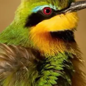 Explore 2 Day Mikumi National Park for 2 days with Afrishare Trekking And Safaris and discover unforgettable experiences - Photo 9