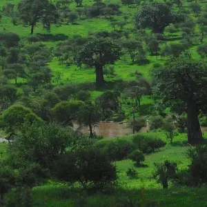 Explore 1 Day Tarangire National Park Tour for 1 days with Afrishare Trekking And Safaris and discover unforgettable experiences - Photo 5