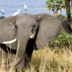 Explore 2 NIGHTS CHOBE for 3 days with Afro Honeyguide Adventures and discover unforgettable experiences - Photo 11