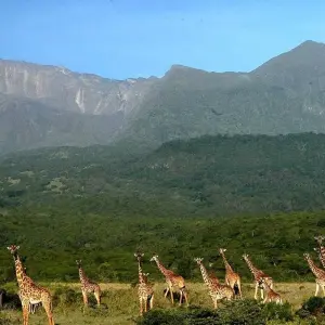 Explore 4 DAYS MOUNT MERU TREKKING for 4 days with Afrishare Trekking And Safaris and discover unforgettable experiences - Photo 5