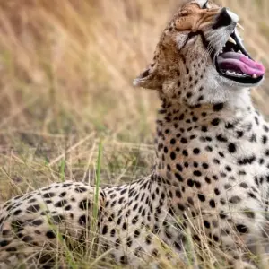 Explore 6 Day Safari Big Five at Selous and Ruaha for 6 days with Afrishare Trekking And Safaris and discover unforgettable experiences - Photo 3