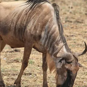 Explore 4 DAY CALVING SEASON SPECIAL SAFARI FEATURING (SERENGETI, NDUTU AREA & NGORONGORO CRATER) for 4 days with Afrishare Trekking And Safaris and discover unforgettable experiences - Photo 5