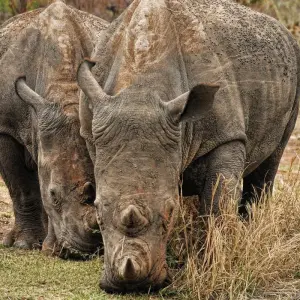 Explore Day Trip to Mkomazi National Park for 1 days with Afrishare Trekking And Safaris and discover unforgettable experiences - Photo 6