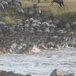 Explore 5 Days Migration Special Safari for 5 days with Afrishare Trekking And Safaris and discover unforgettable experiences - Photo 3