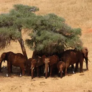 Explore 6 Day Migration Special Safari for 6 days with Afrishare Trekking And Safaris and discover unforgettable experiences - Photo 3