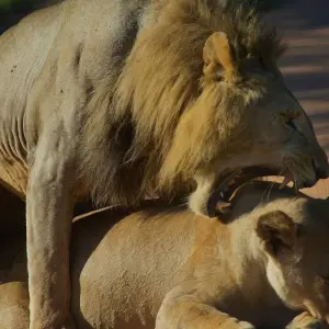 Explore 1 Day Tarangire National Park Tour for 1 days with Afrishare Trekking And Safaris and discover unforgettable experiences - Photo 6