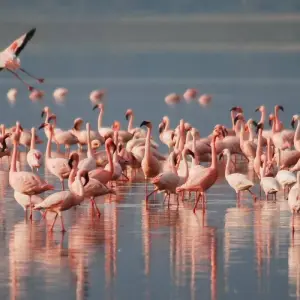 Explore 2 Days Tarangire & Lake Manyara Safari for 2 days with Afrishare Trekking And Safaris and discover unforgettable experiences - Photo 7
