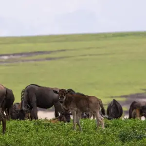 Explore 4 DAY CALVING SEASON SPECIAL SAFARI FEATURING (SERENGETI, NDUTU AREA & NGORONGORO CRATER) for 4 days with Afrishare Trekking And Safaris and discover unforgettable experiences - Photo 6